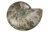Cut & Polished Ammonite Fossil (Half) - Madagascar #362411-1